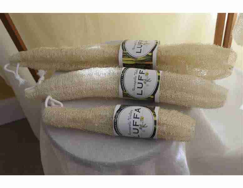 AM3P3G4LT5-Annapolis-Valley-Luffa_Small-Medium-Large