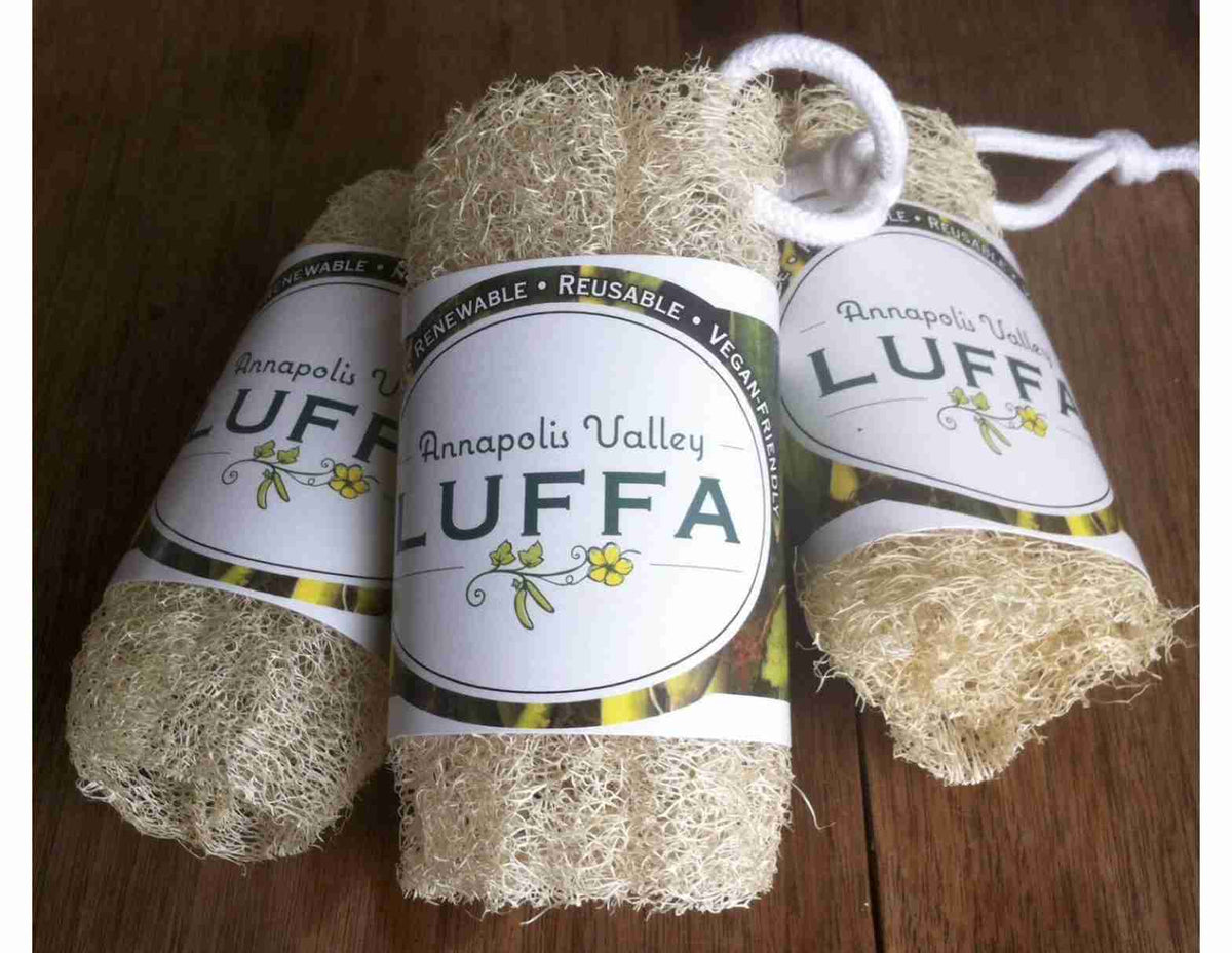 Annapolis-Valley-Luffa-5inch-Piece-1568x1212-1