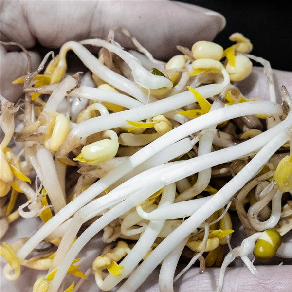 CERTIFIED ORGANIC Bean Sprouts, 370G