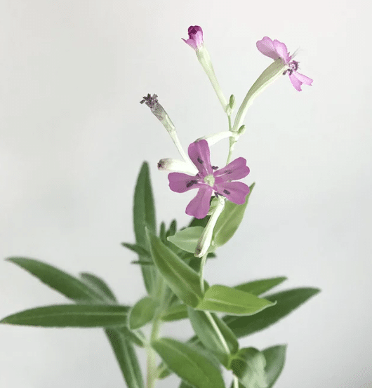NJY2MUH157-goodcardwildflower