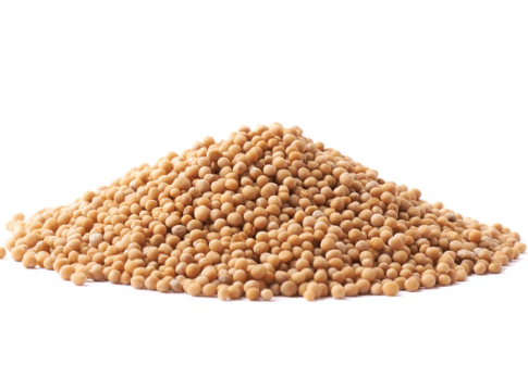 Bulk Organic Yellow Mustard Seed