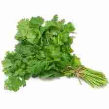 certified-organic-cilantro-bunch