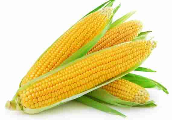 certified-organic-corn