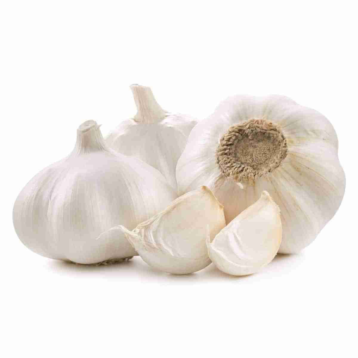 certified-organic-garlic